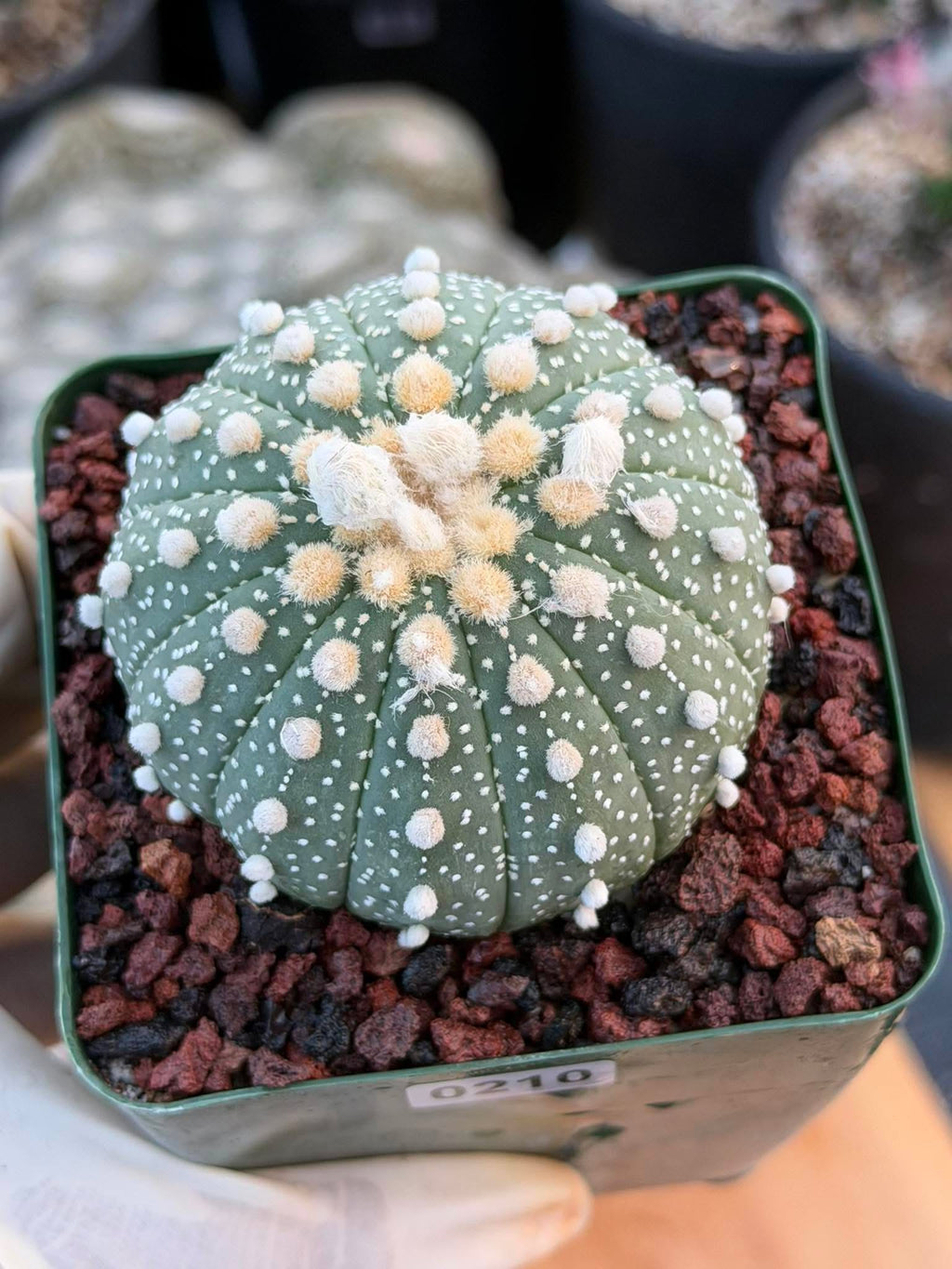Astrophytum Asterias 12‑Rib Form – Seed‑Grown Collector’s Cactus