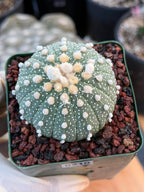 Astrophytum Asterias 12‑Rib Form – Seed‑Grown Collector’s Cactus