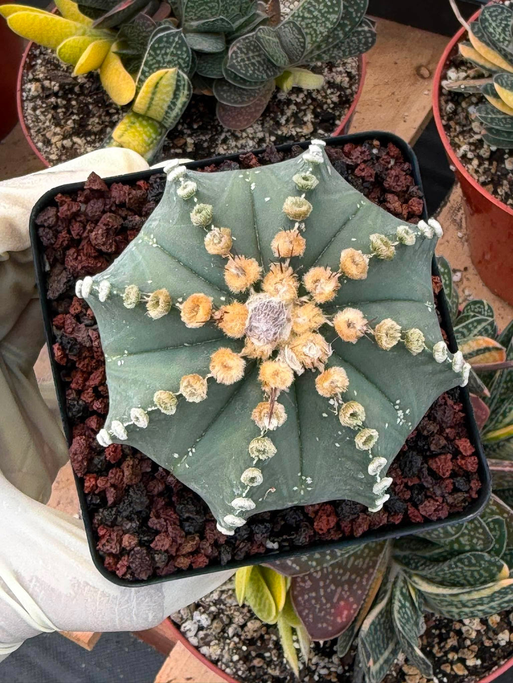 Astrophytum 8‑Rib Form – Rare Collector Cactus – Geometric Desert Beauty
