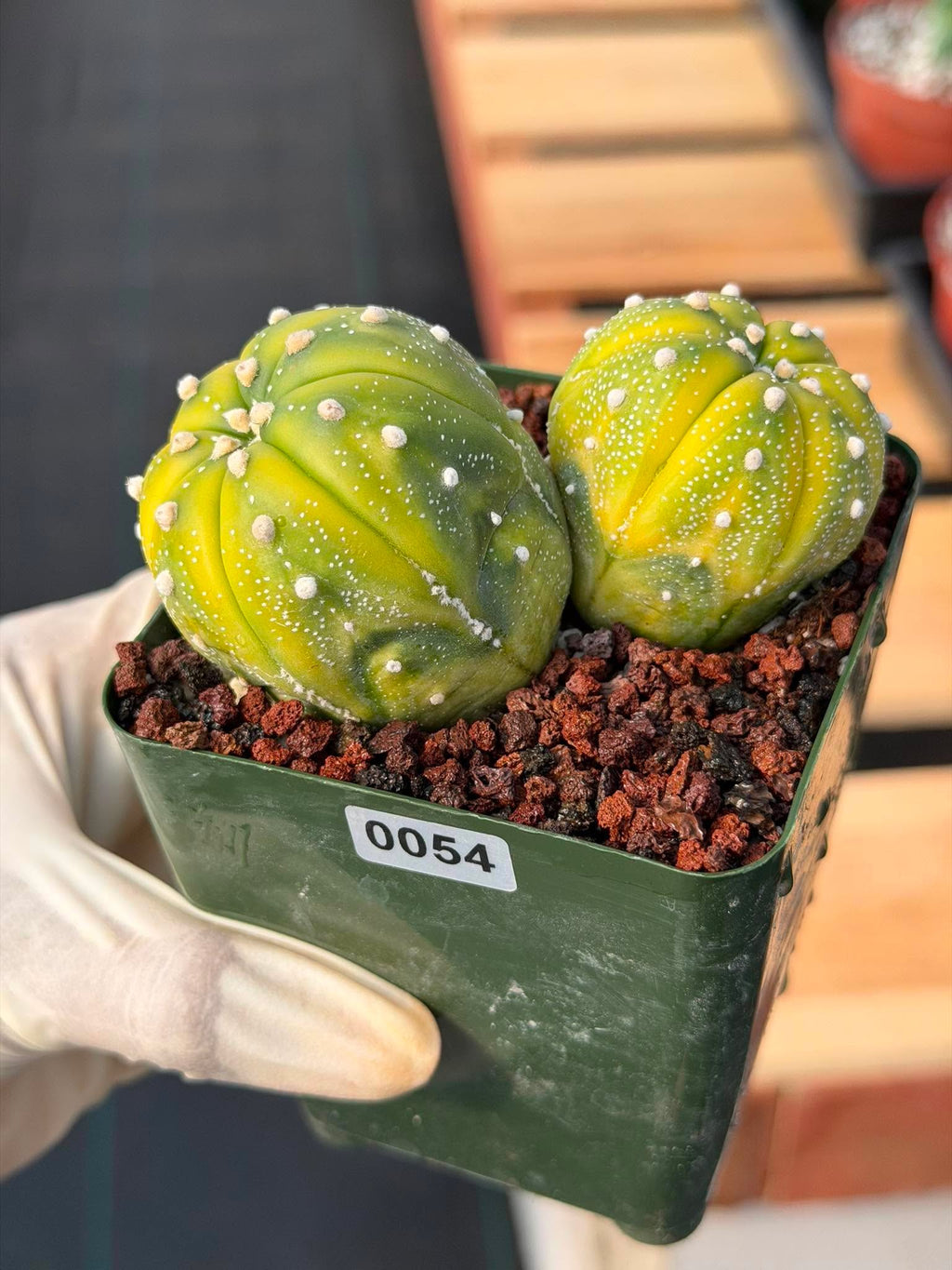 Astrophytum Asterias Variegated Double Heads – Seed Grown Collector’s Cactus