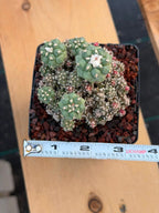 Turbinicarpus klinkerianus Cluster – Rare Seed-Grown Cactus