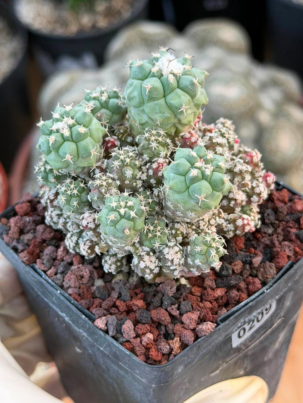 Turbinicarpus klinkerianus Cluster – Rare Seed-Grown Cactus