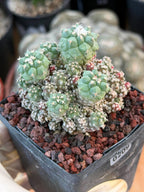 Turbinicarpus klinkerianus Cluster – Rare Seed-Grown Cactus