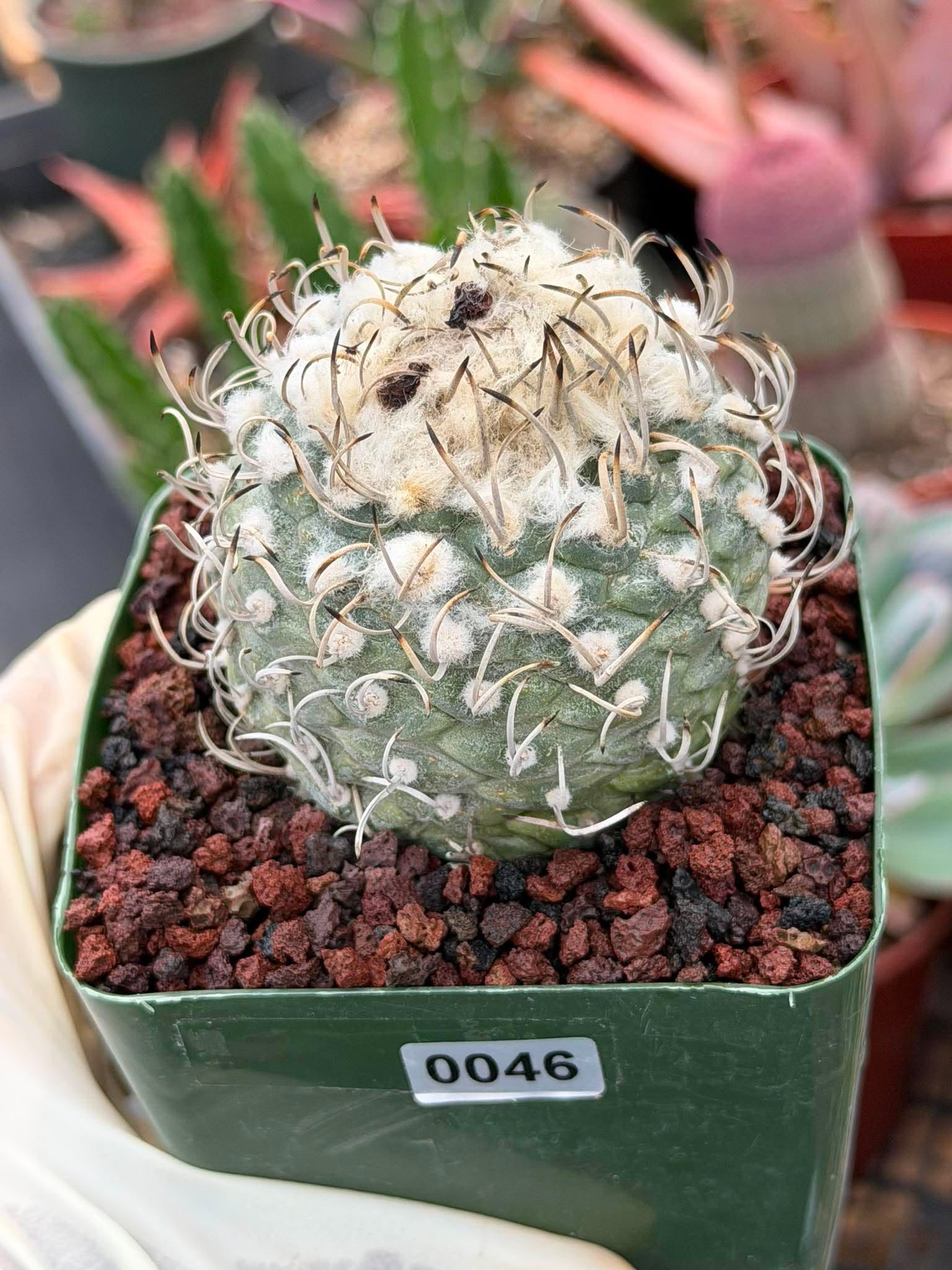 Turbinicarpus klinkerianus – Rare Seed-Grown Miniature Cactus | Collector Live Plant