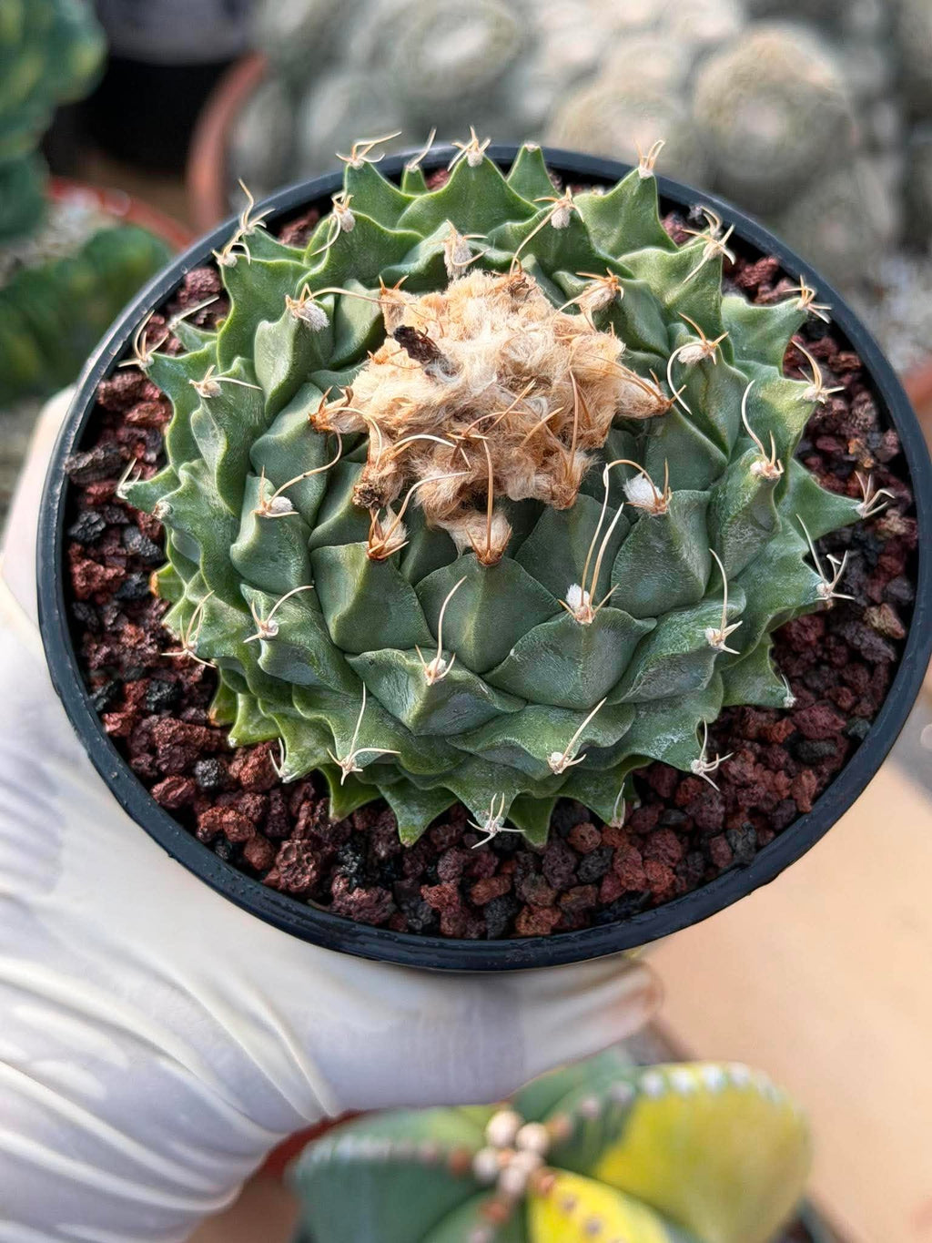 Obregonia Denegrii – Rare Artichoke Cactus | Seed-Grown Collector Specimen