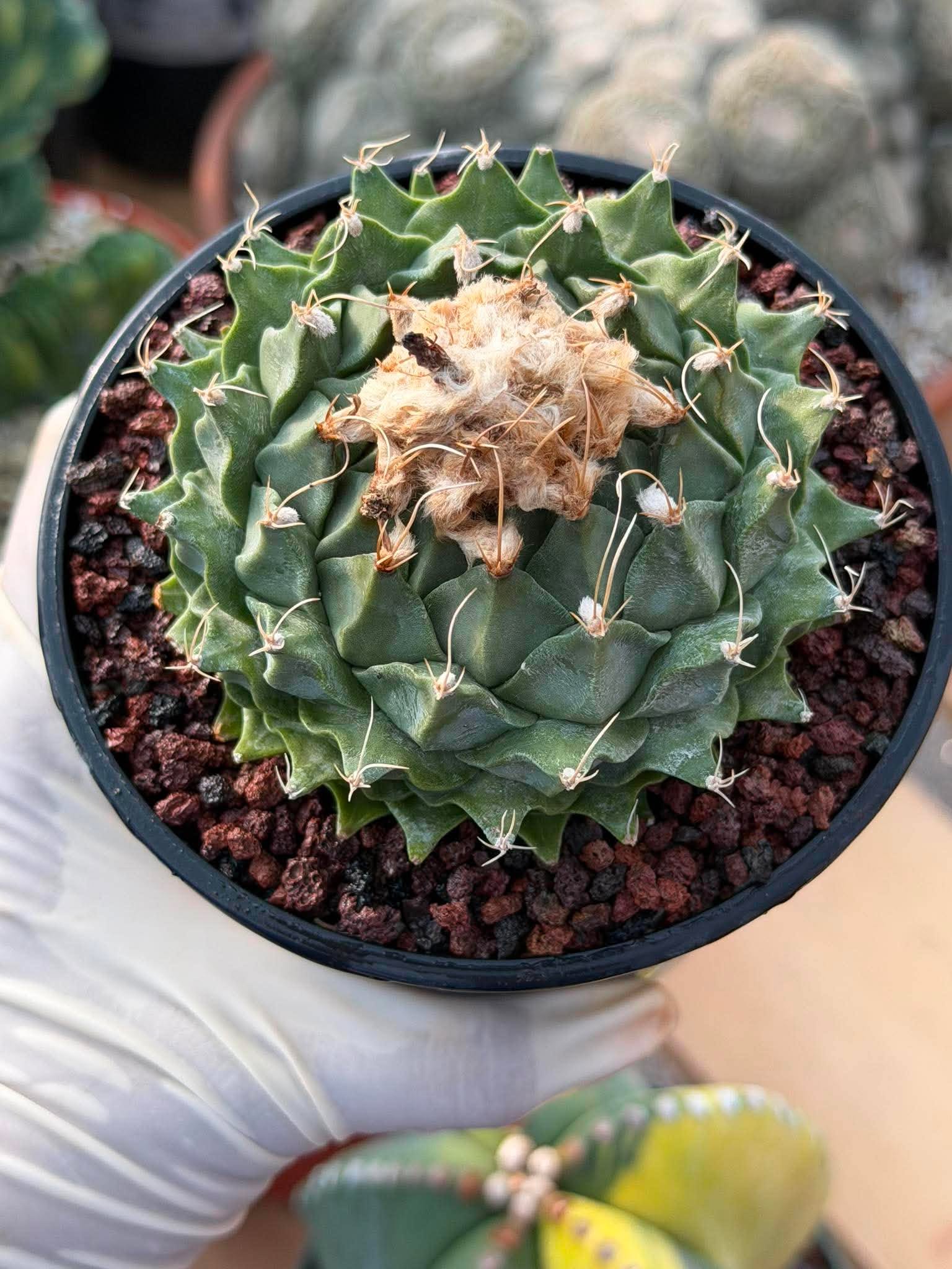Obregonia Denegrii – Rare Artichoke Cactus | Seed-Grown Collector Specimen