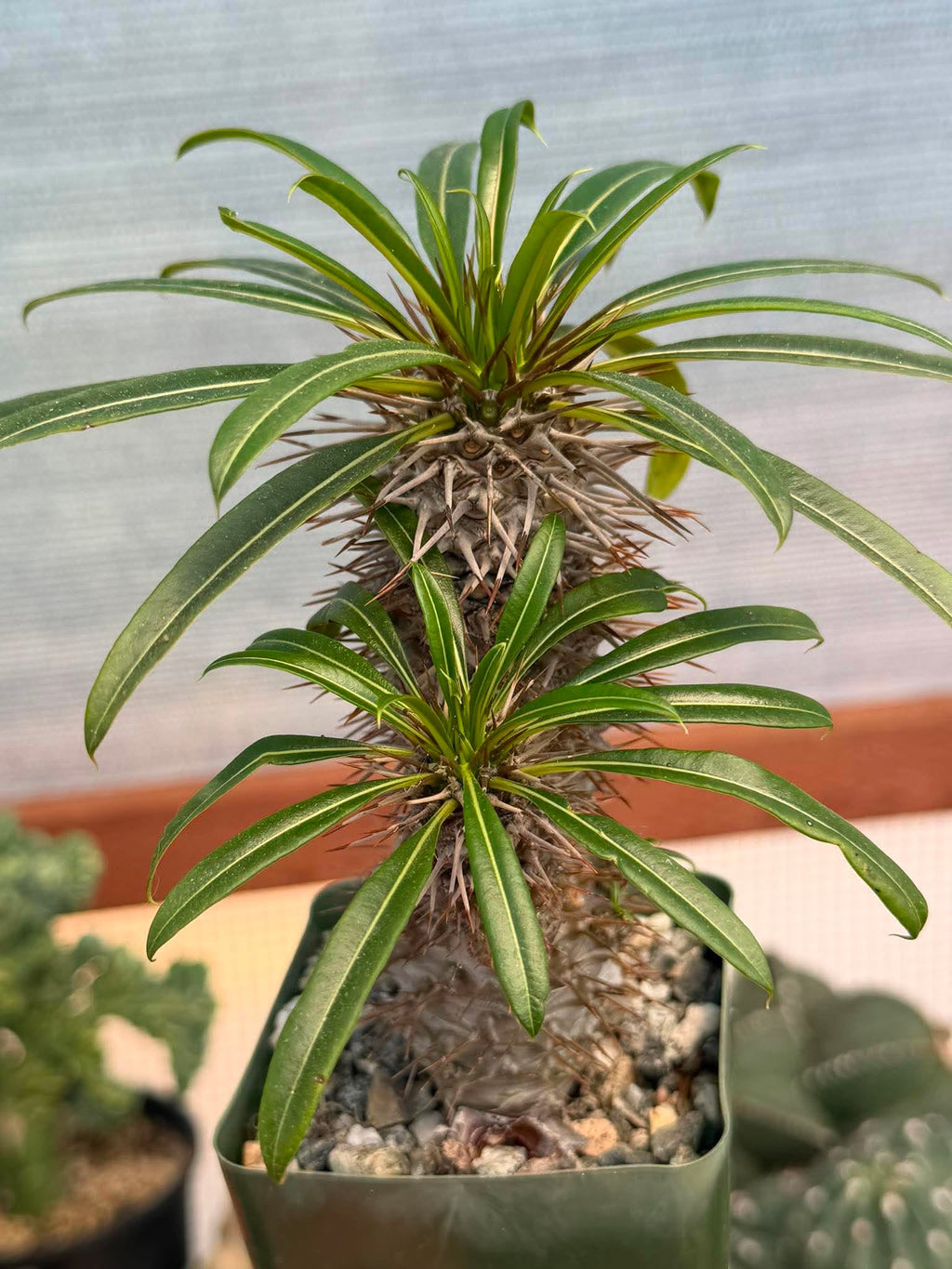 Pachypodium Lamerei – Rare Double Head Madagascar Palm | Live Succulent Tree