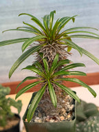 Pachypodium Lamerei – Rare Double Head Madagascar Palm | Live Succulent Tree