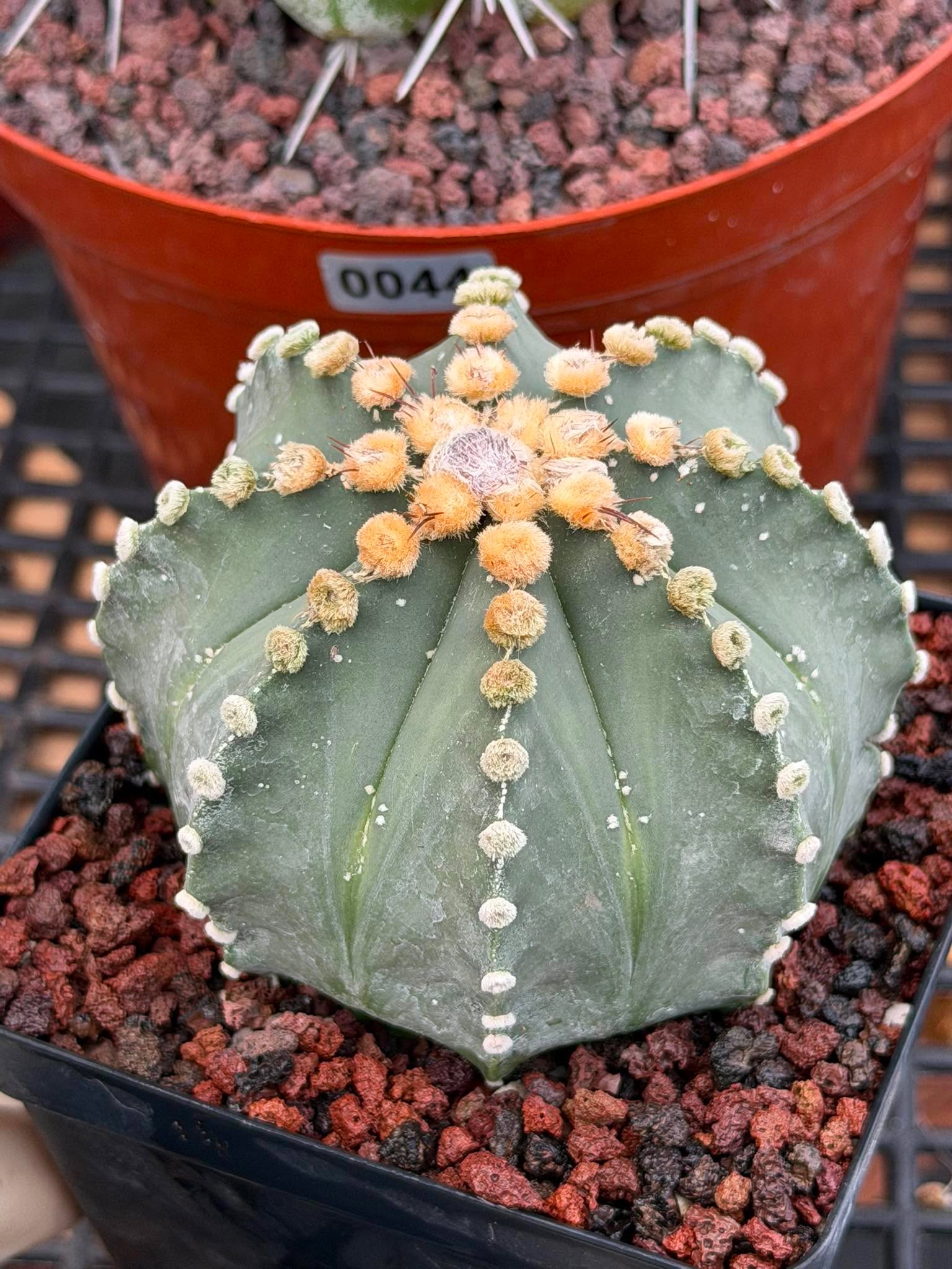 Astrophytum 8‑Rib Form – Rare Collector Cactus – Geometric Desert Beauty