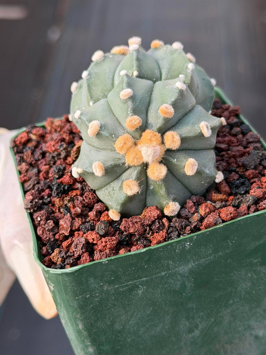 Astrophytum Asterias Double Heads – Seed Grown Collector’s Cactus
