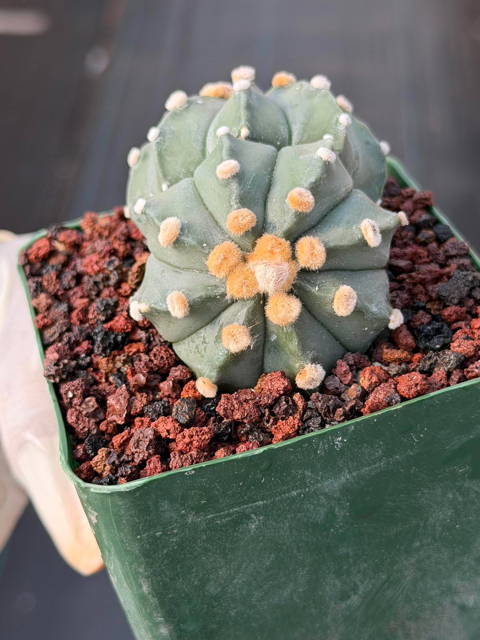 Astrophytum Asterias Double Heads – Seed Grown Collector’s Cactus