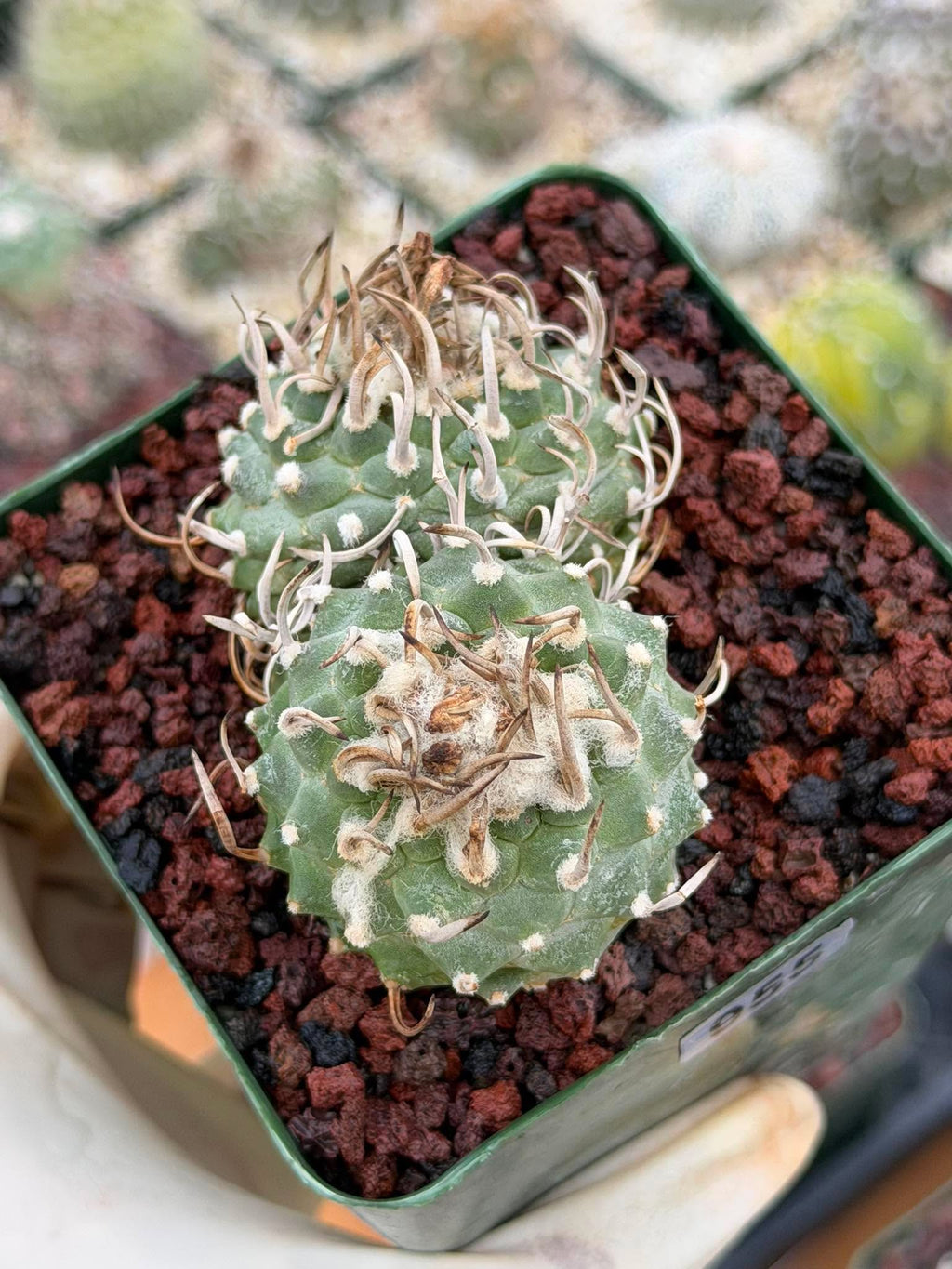 Turbinicarpus Schmiedickeanus – Rare Double-Head Seed-Grown Cactus | Live Plant