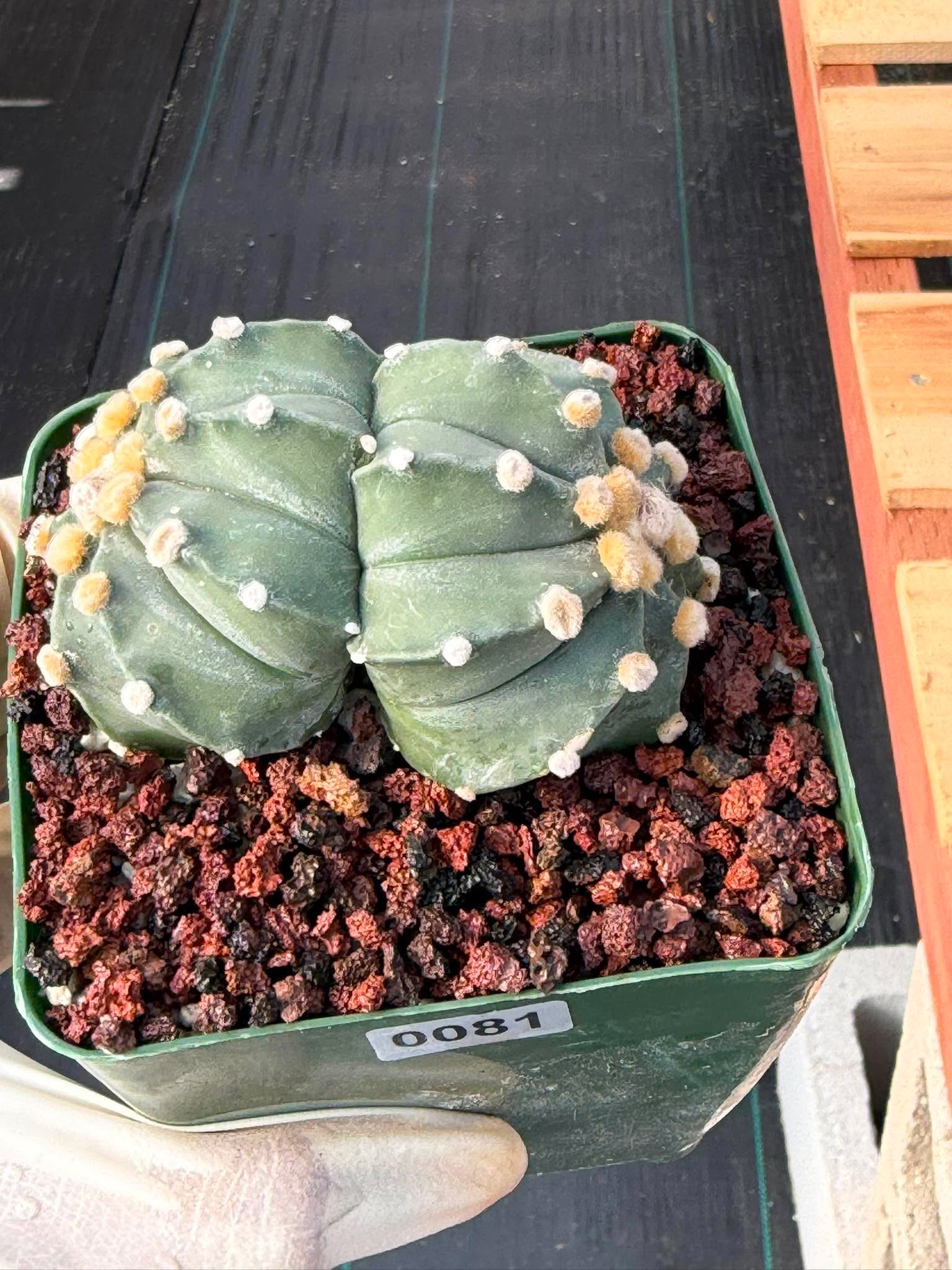 Astrophytum Asterias Double Heads – Seed Grown Collector’s Cactus