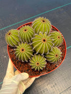 Uebelmannia pectinifera v. pseudopectinifera (Spiral Form) on graft – 8”