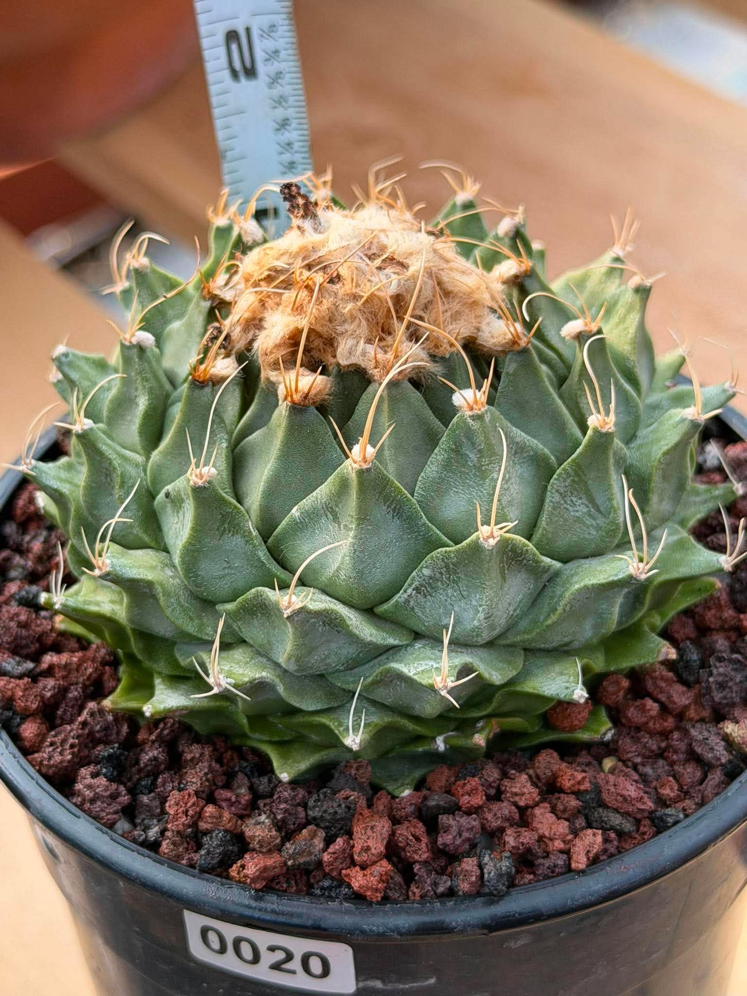 Obregonia Denegrii – Rare Artichoke Cactus | Seed-Grown Collector Specimen