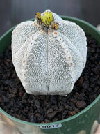 Astrophytum Onzuka V Type – Rare Seed‑Grown Collector’s Cactus
