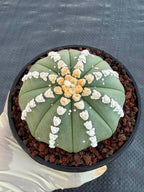Astrophytum V Type Cactus | Rare Geometric Succulent Collector’s Plant