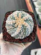 Astrophytum V Type Spiral Form Succulent – Rare Collectible Cactus with Additional Ribs