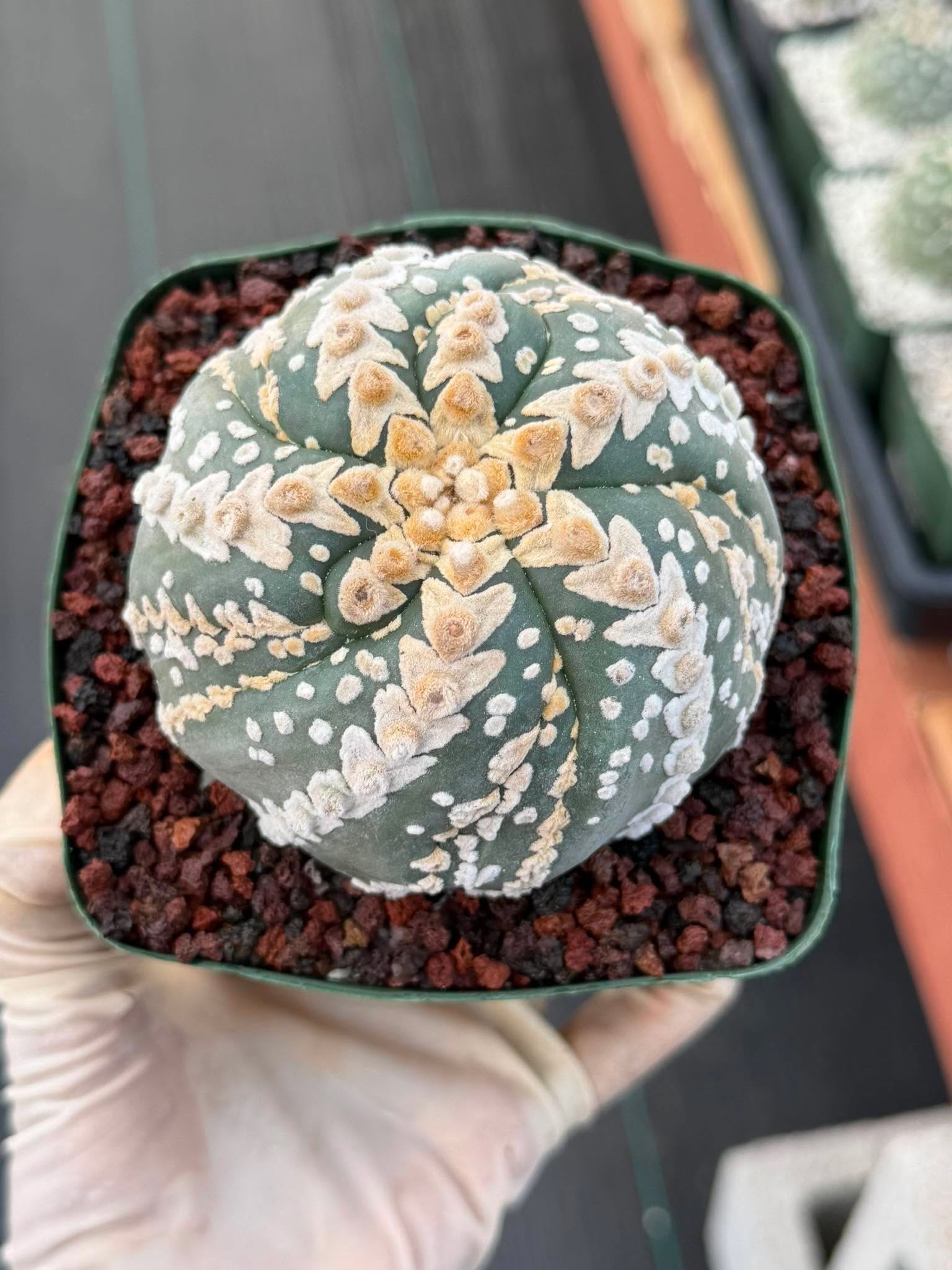 Astrophytum V Type Spiral Form Succulent – Rare Collectible Cactus with Additional Ribs