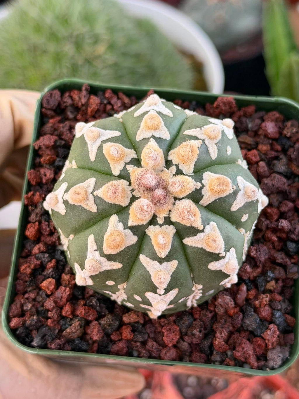 Astrophytum V Type – Rare Seed-Grown Collector Cactus | Live Plant