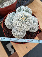 Astrophytum Asterias Cluster – Rare Seed-Grown Cactus Live Plant