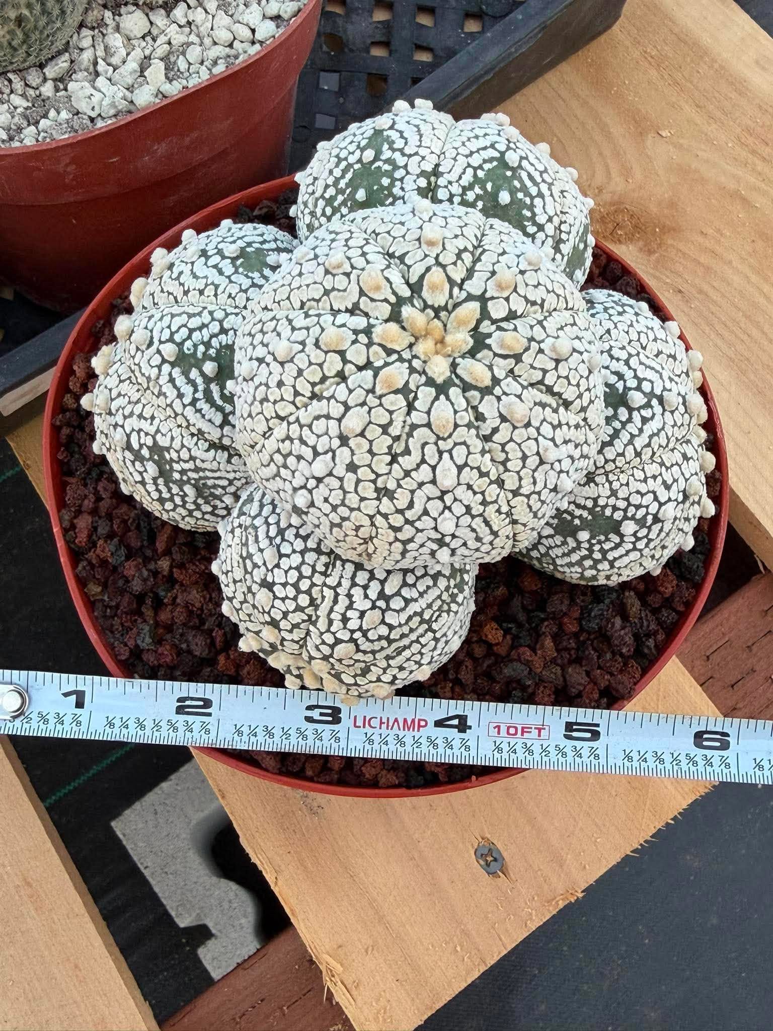 Astrophytum Asterias Cluster – Rare Seed-Grown Cactus Live Plant