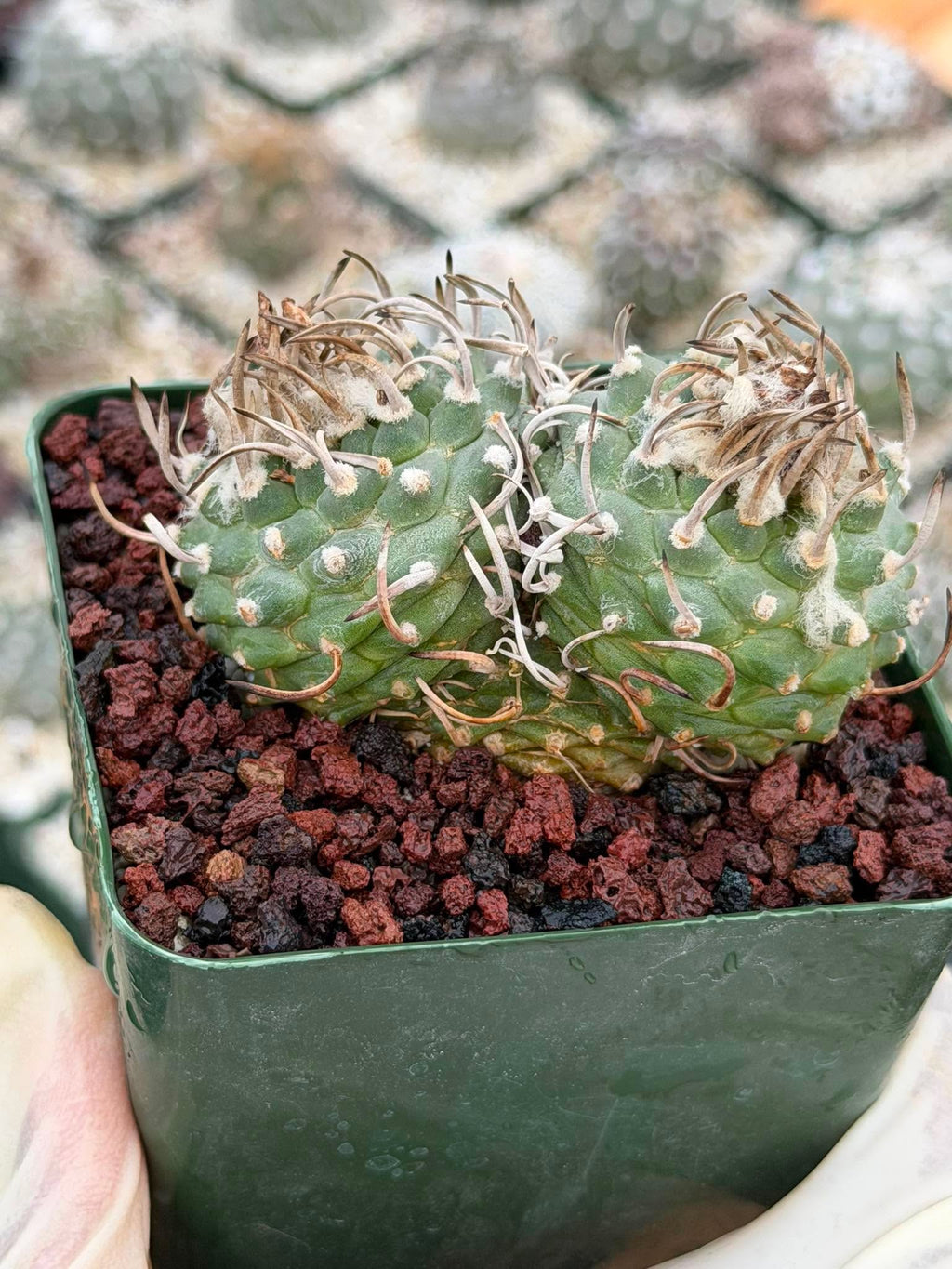 Turbinicarpus Schmiedickeanus – Rare Double-Head Seed-Grown Cactus | Live Plant