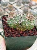 Turbinicarpus Schmiedickeanus – Rare Double-Head Seed-Grown Cactus | Live Plant