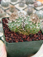 Turbinicarpus Schmiedickeanus – Rare Double-Head Seed-Grown Cactus | Live Plant
