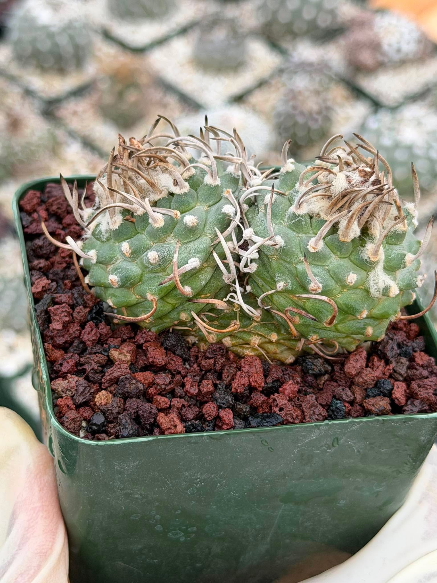 Turbinicarpus Schmiedickeanus – Rare Double-Head Seed-Grown Cactus | Live Plant