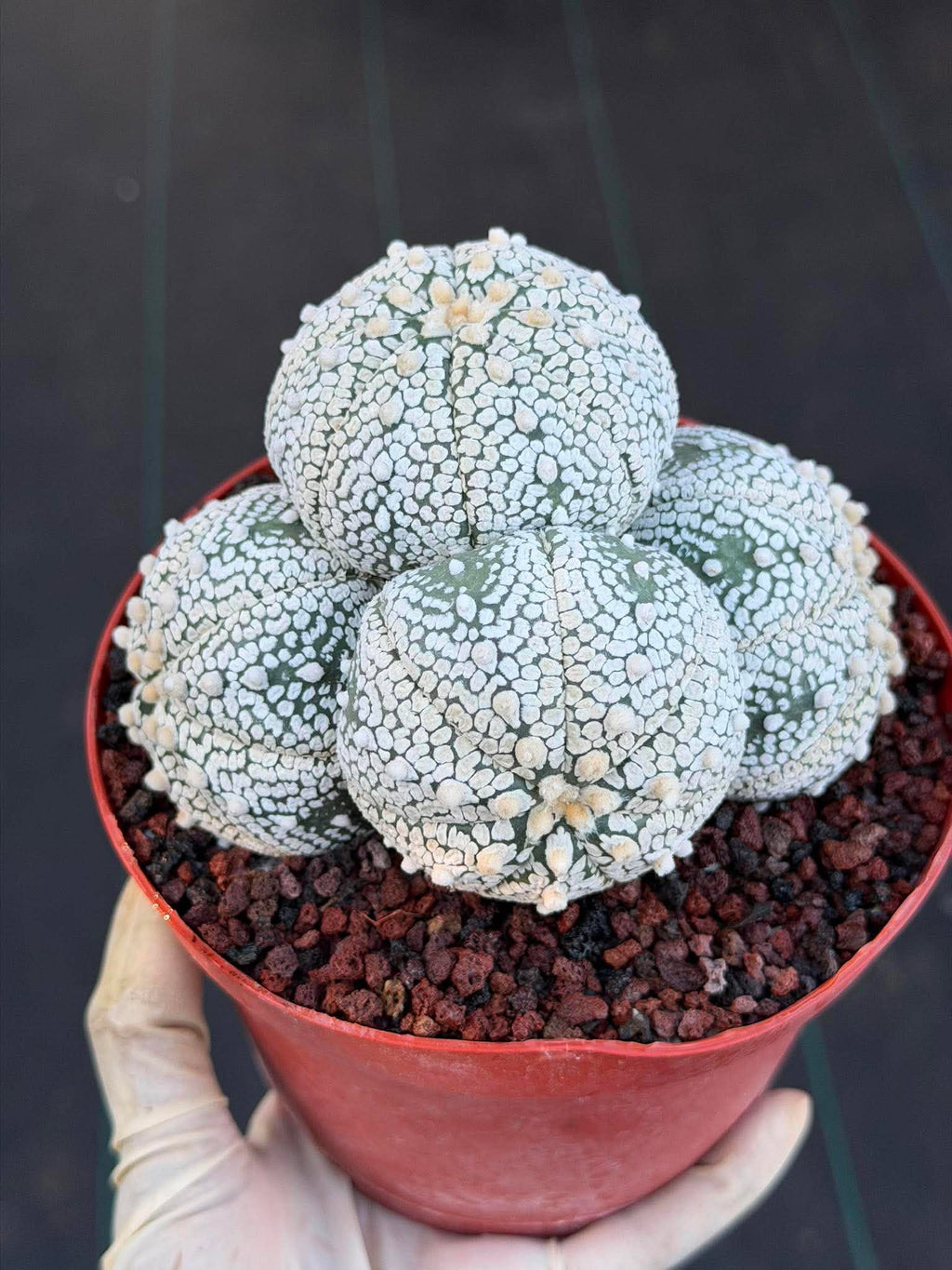 Astrophytum Asterias Cluster – Rare Seed-Grown Cactus Live Plant