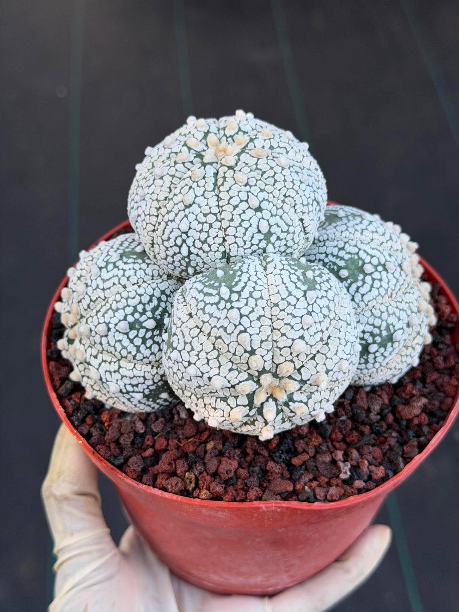 Astrophytum Asterias Cluster – Rare Seed-Grown Cactus Live Plant