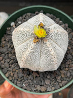 Astrophytum Onzuka V Type – Rare Seed‑Grown Collector’s Cactus