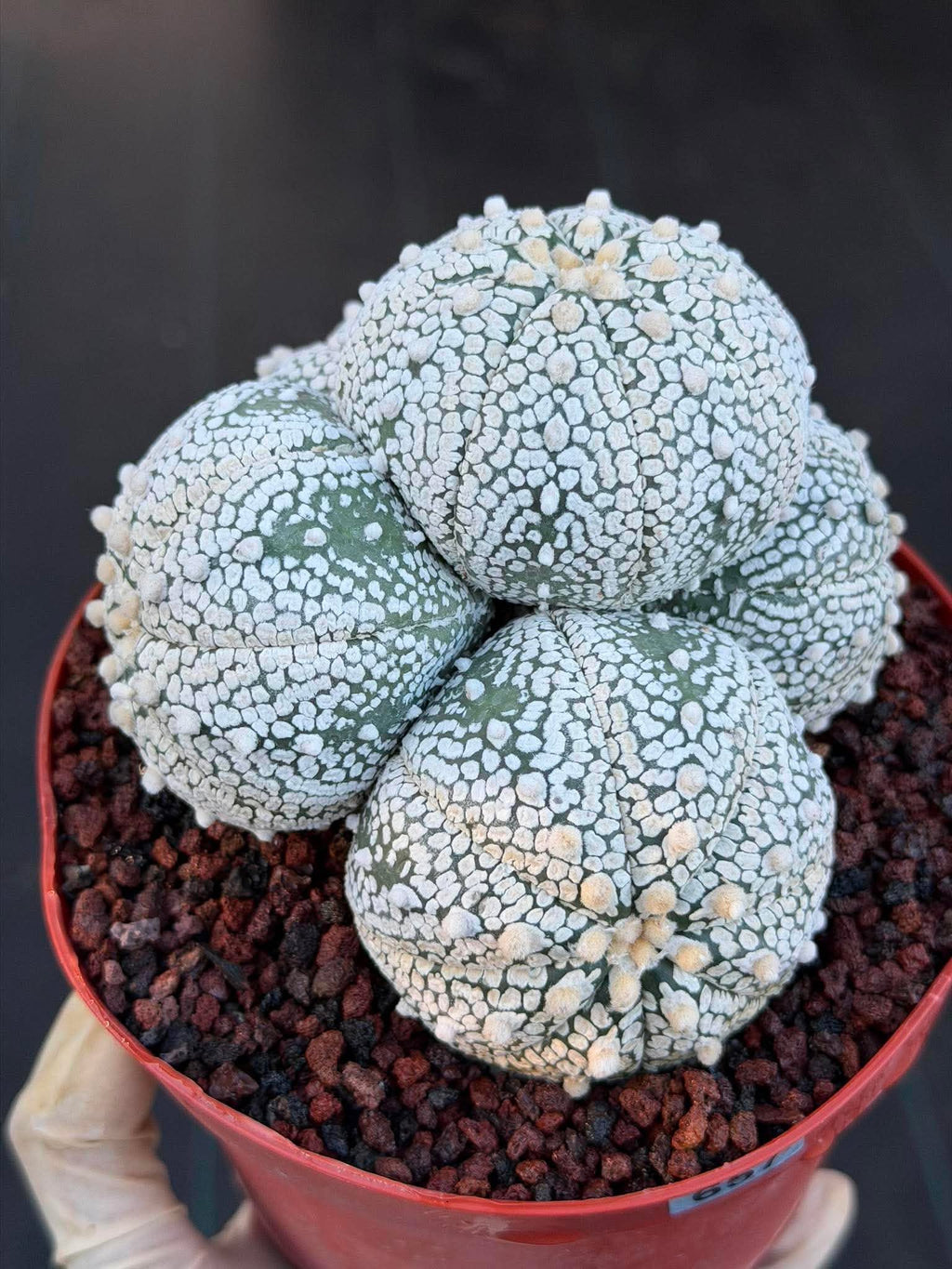 Astrophytum Asterias Cluster – Rare Seed-Grown Cactus Live Plant