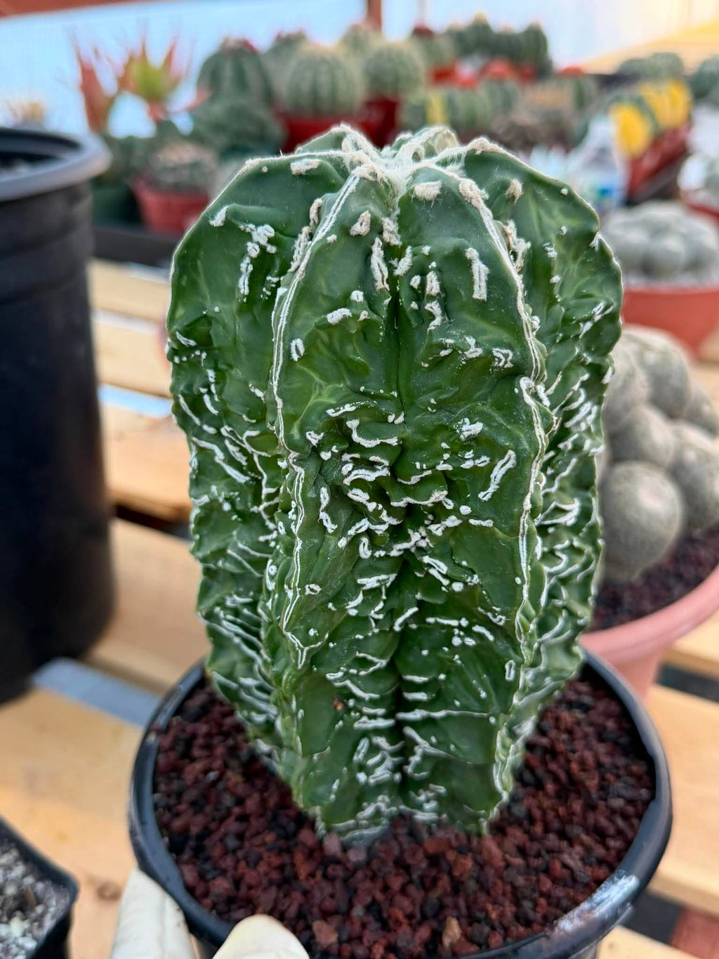 Astrophytum asterias 'Fukuyu' – Rare Seed-Grown Mutation | Collector Cactus