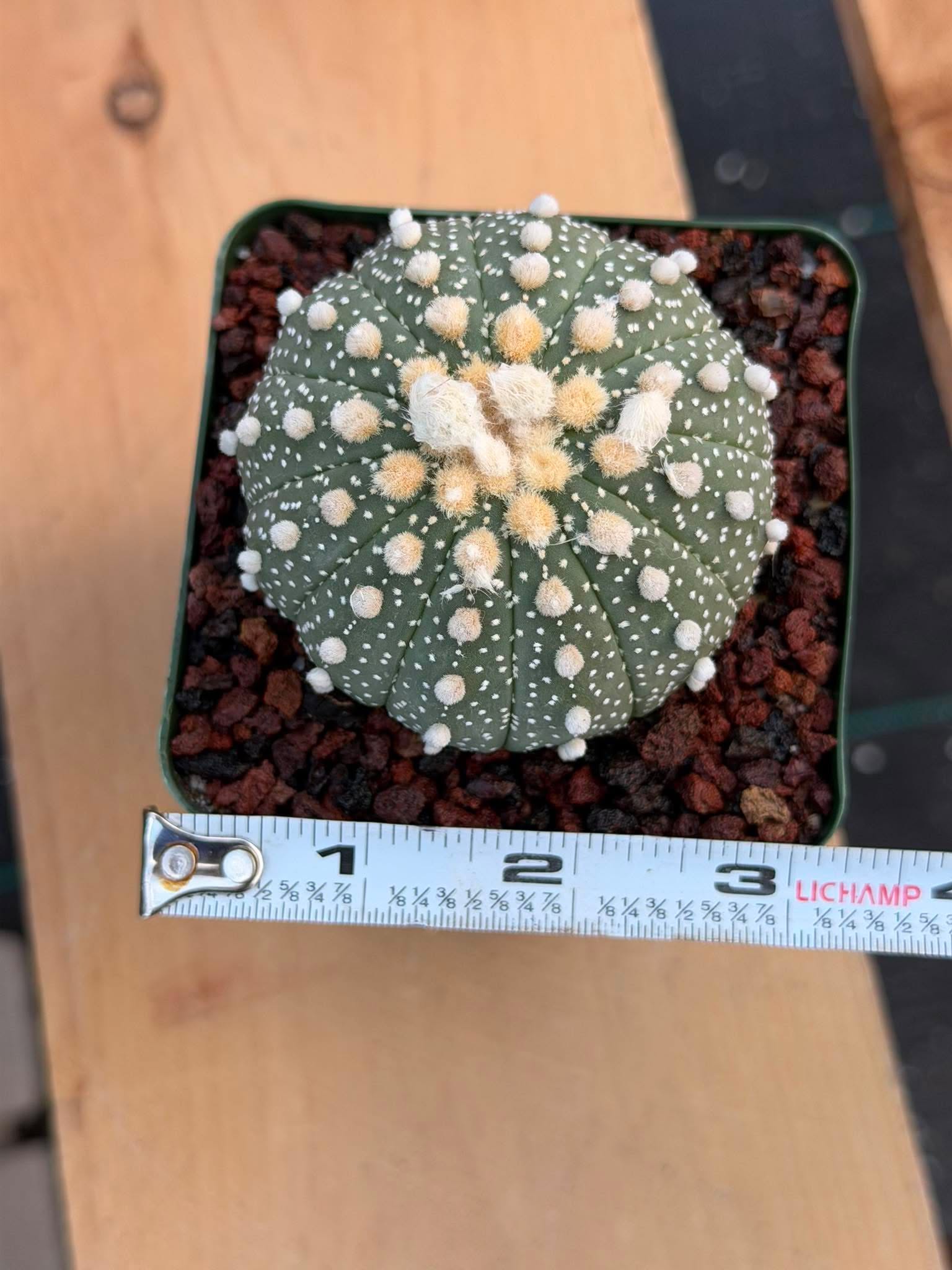 Astrophytum Asterias 12‑Rib Form – Seed‑Grown Collector’s Cactus