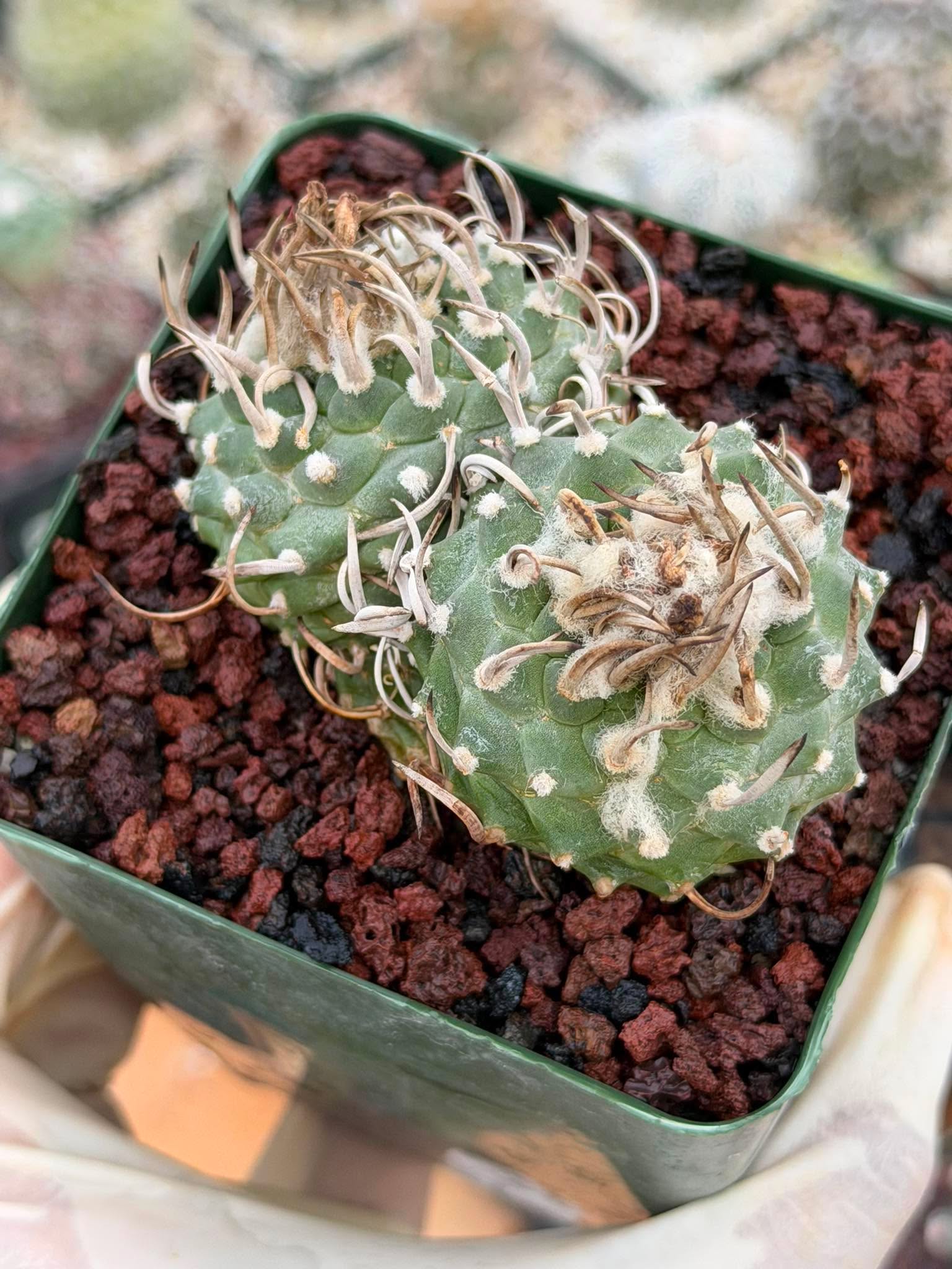 Turbinicarpus Schmiedickeanus – Rare Double-Head Seed-Grown Cactus | Live Plant