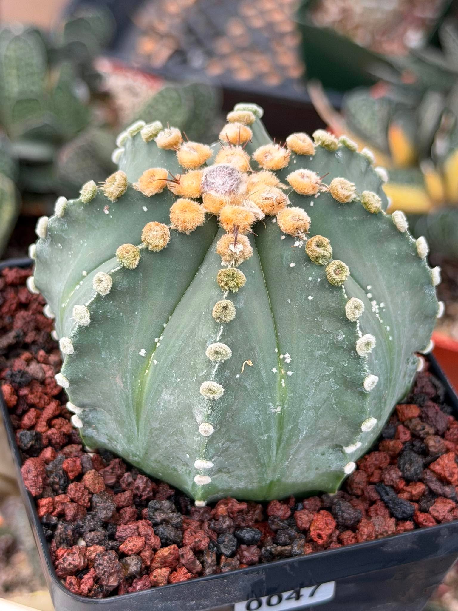 Astrophytum 8‑Rib Form – Rare Collector Cactus – Geometric Desert Beauty