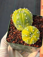 Astrophytum Asterias Variegated Double Heads – Seed Grown Collector’s Cactus