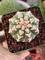 Astrophytum V Type – Rare Seed-Grown Collector Cactus | Live Plant