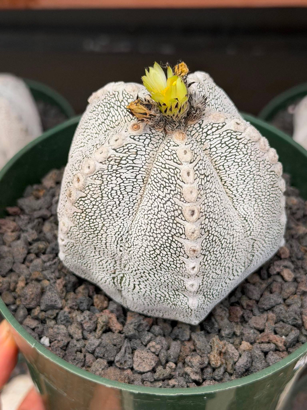 Astrophytum Onzuka V Type – Rare Seed‑Grown Collector’s Cactus