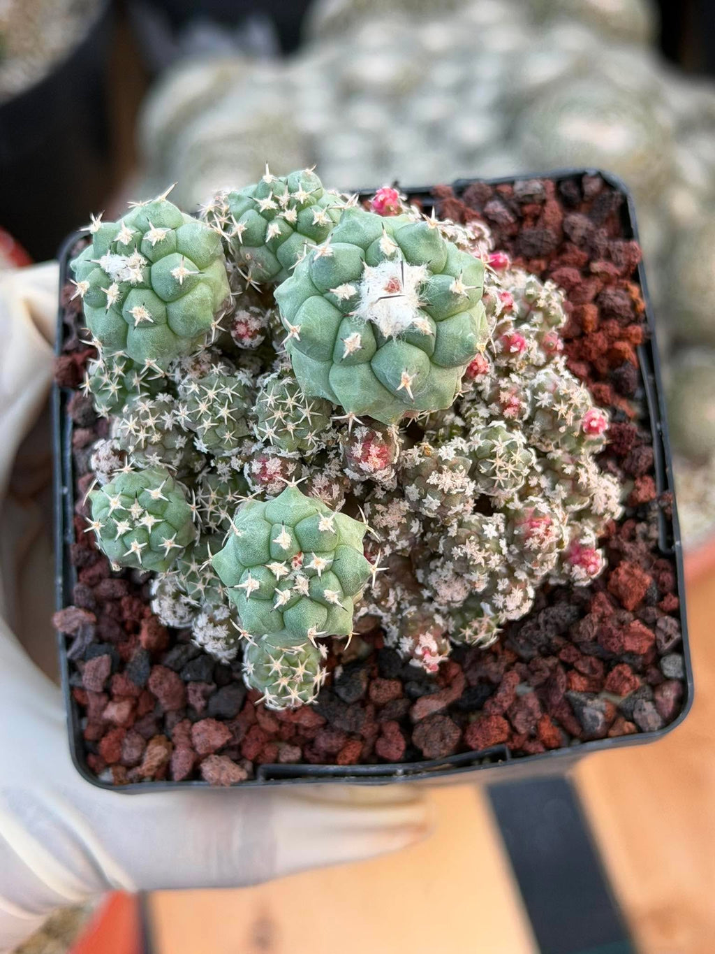 Turbinicarpus klinkerianus Cluster – Rare Seed-Grown Cactus