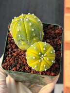 Astrophytum Asterias Variegated Double Heads – Seed Grown Collector’s Cactus