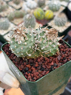 Turbinicarpus Schmiedickeanus – Rare Double-Head Seed-Grown Cactus | Live Plant