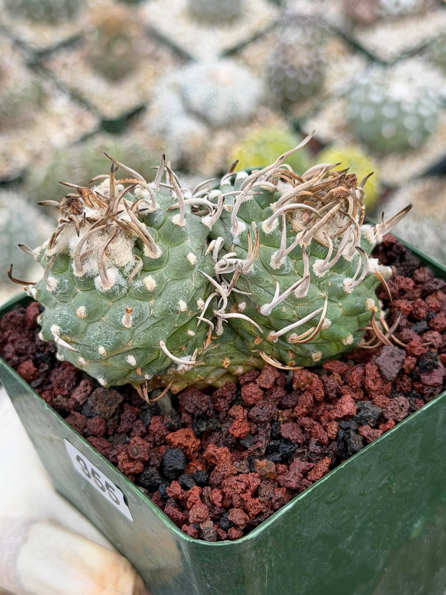 Turbinicarpus Schmiedickeanus – Rare Double-Head Seed-Grown Cactus | Live Plant