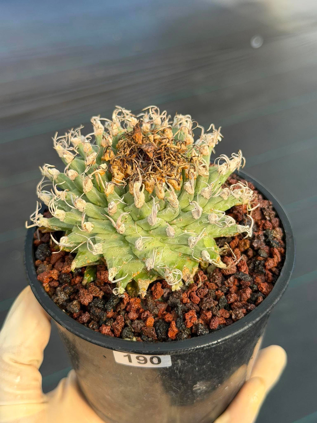 Turbinicarpus alonsoi – Rare Seed-Grown Cactus | Pink Flowering Collector Plant