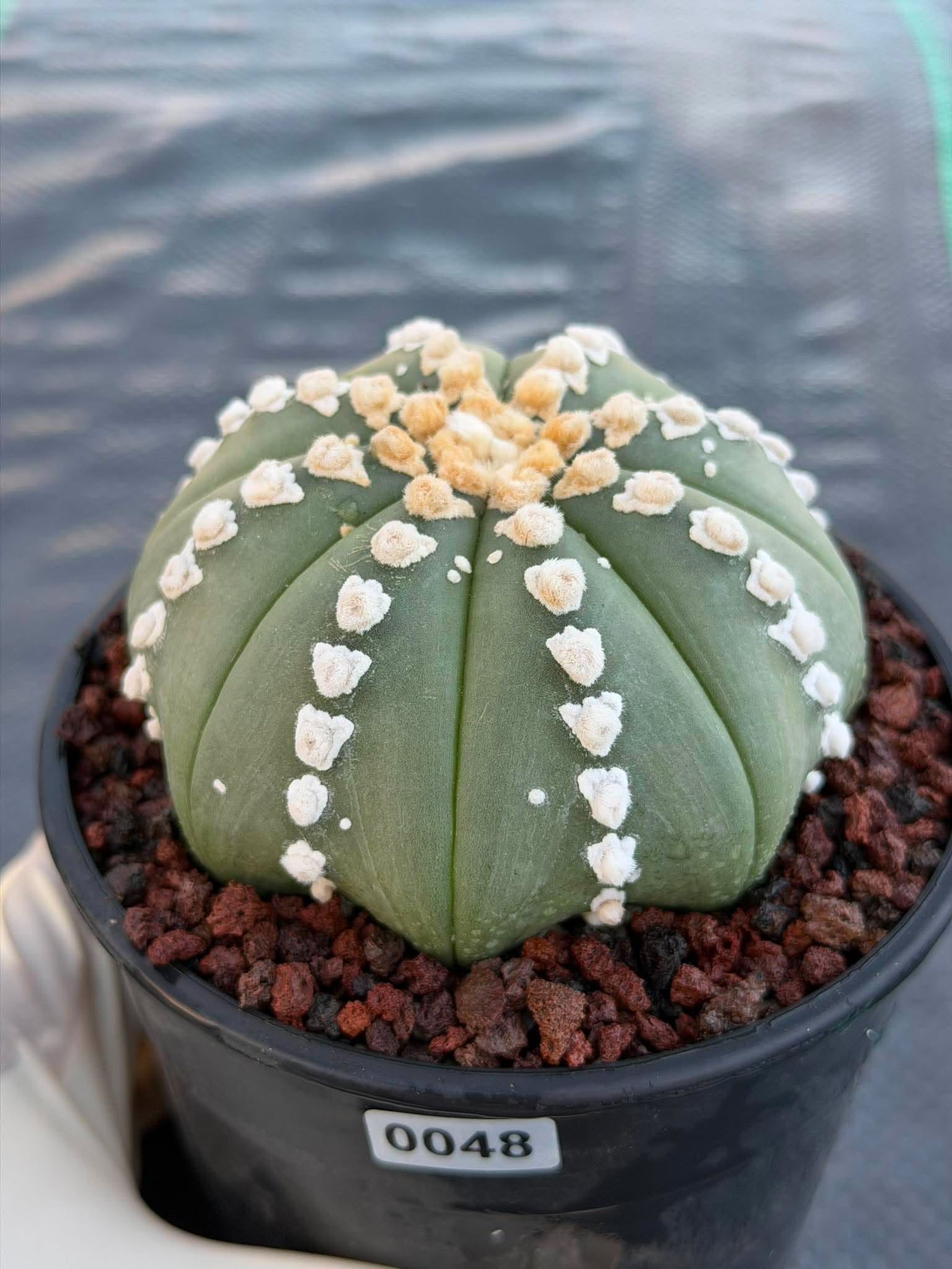 Astrophytum V Type Cactus | Rare Geometric Succulent Collector’s Plant