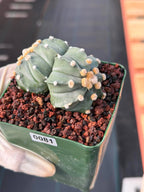 Astrophytum Asterias Double Heads – Seed Grown Collector’s Cactus