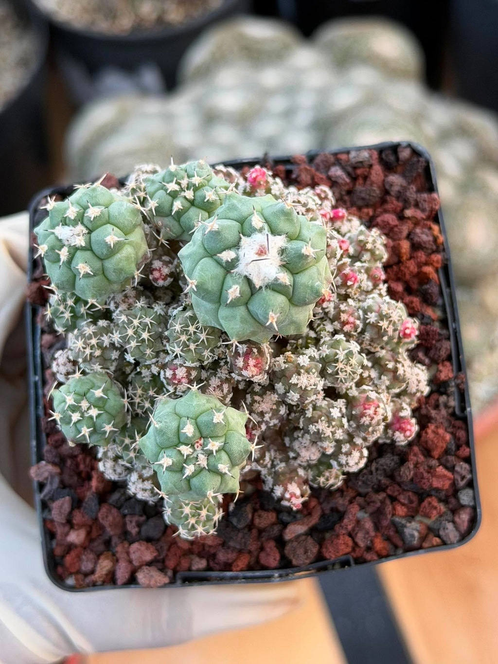 Turbinicarpus klinkerianus Cluster – Rare Seed-Grown Cactus