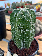 Astrophytum Asterias ‘Fukuryu’ – Rare Collector’s Cactus